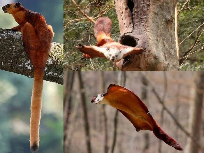 Unusual flying mammals (selection) - Bat, Flying squirrel, Animals, Bats, Mammals, A selection, Zoology, Longpost