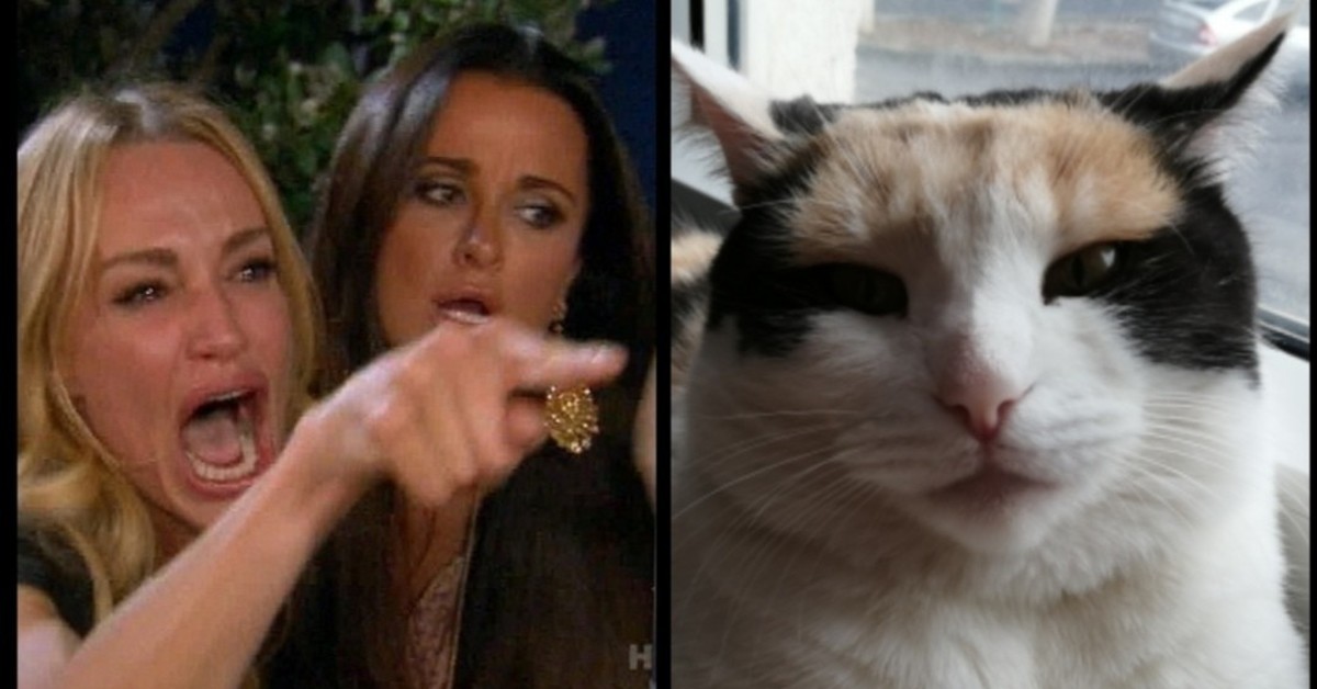 Спорящие коты мем. Девушки орут на кота. Мем с котом и девушками.