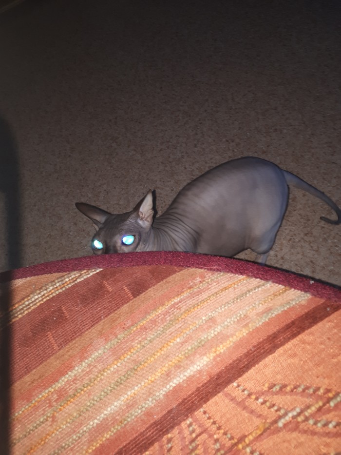 Êîøàòíèêè ïîìîãèòå ïîíÿòü ÷òî õî÷åò êîøêà Êîò, Êóñàåòñÿ, Äëèííîïîñò