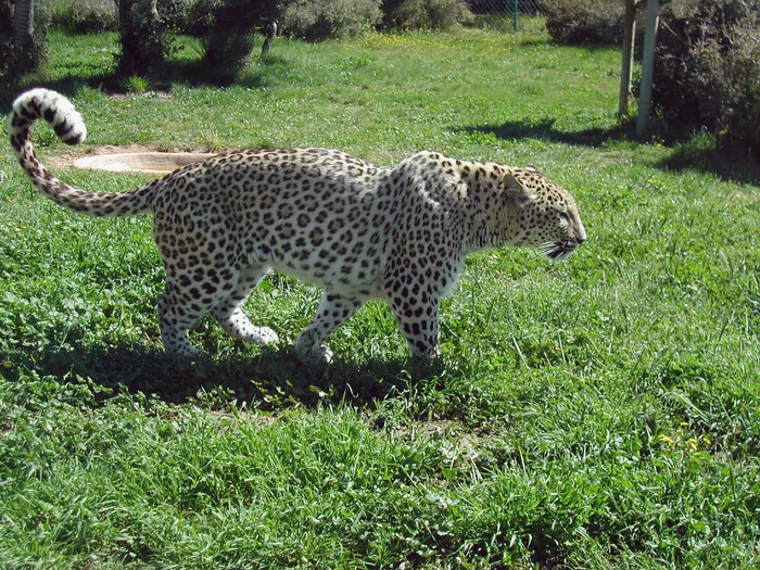 The cat world of Armenia in the Holocene era - My, Cat family, Predator, Animals, Mammals, Armenia, Longpost