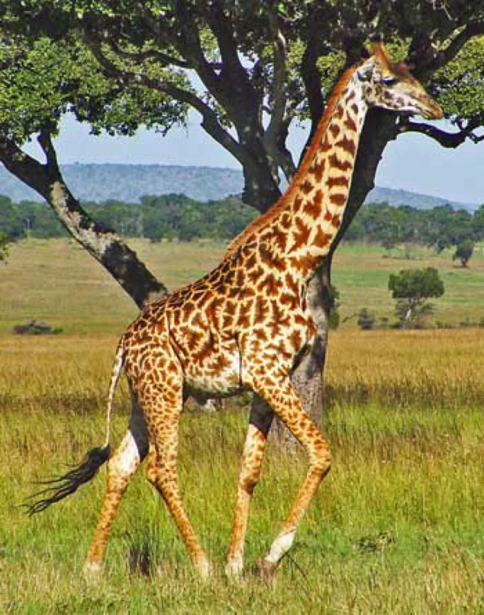 How to ride a giraffe correctly? Affectionate! - My, Giraffe, Advice, Strange humor, wildlife, Zoology