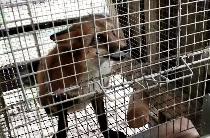 Animal advocates will appeal to the prosecutor's office after the investigation of the horrors at fur farms... - Evil, Negative, Animals, Fur coat, Fur, Cloth, Prosecutor's office, Russia, Longpost