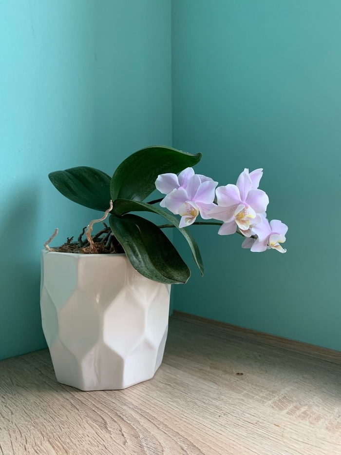 Какие Бывают Орхидеи Комнатные Фото