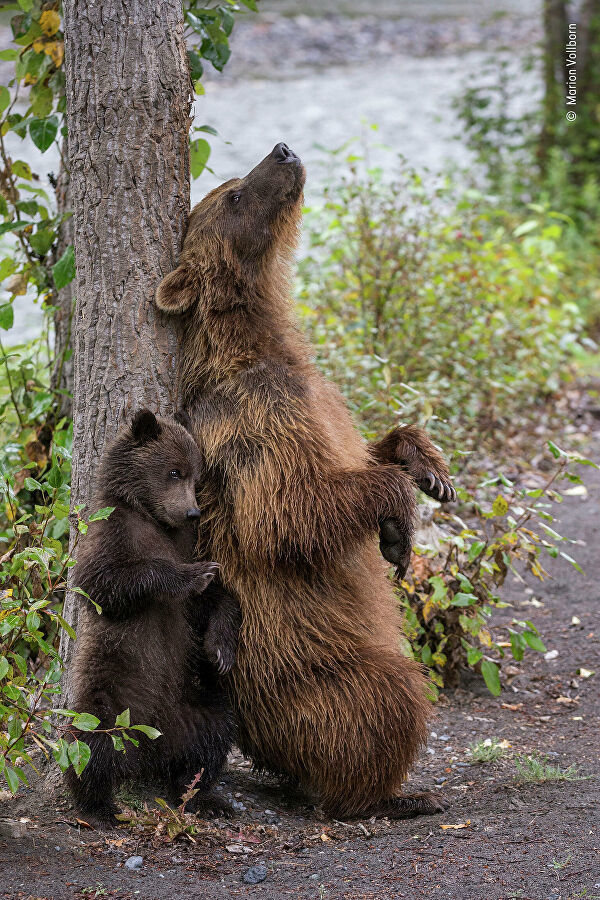 Wildlife Photographer of the Year Competition - Nature, The photo, Longpost