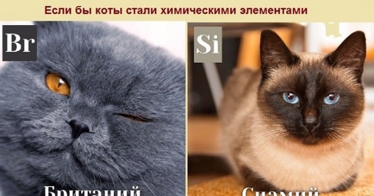 Химический кот. Кошачьи элементы. Котик химическими элементами. Коты химические элементы. Если бы котики были химическими элементами.