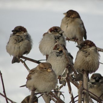 Fight - My, Story, Sparrow, Fight, Noise, Hubbub