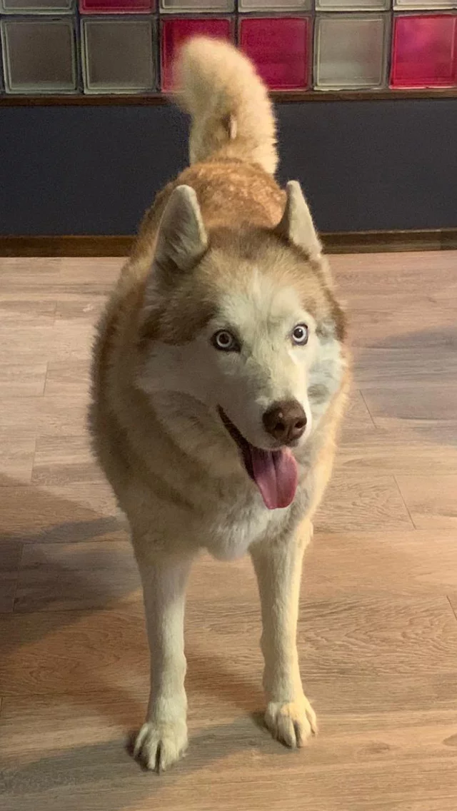 Dog found! Moscow, platform Los! Husky girl! - My, Found a dog, Dog, No rating, Help, Lost, Moscow, Good league, Longpost