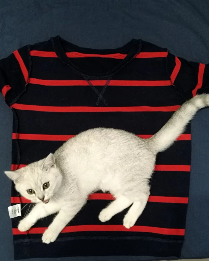 Budget clothing Puma - My, cat, Catomafia, Pet, Pets, Scottish Straight, Milota