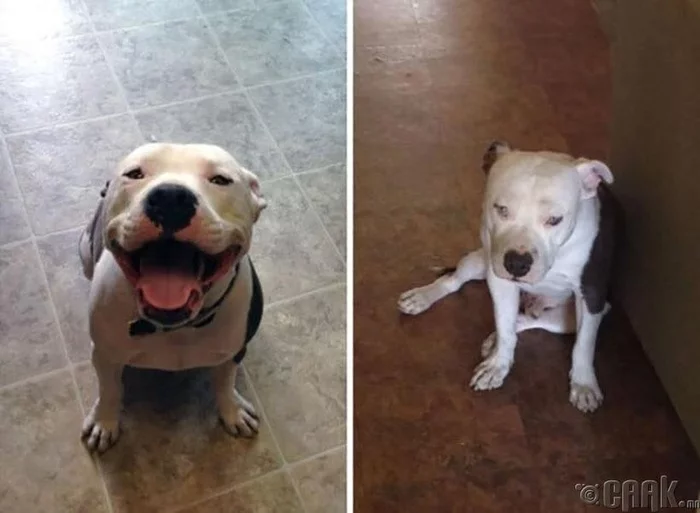 The owner came home from work - the owner leaves for work - Pitbull, Dog
