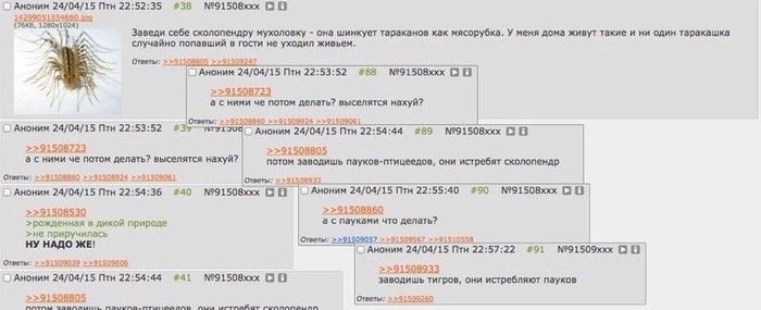 А потом кого заводить? - Лайфхак, Двач, Насекомые, Животные, Мемы, Мат