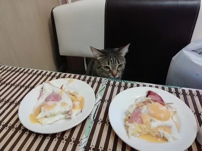 Difficult choice - My, cat, Omelette, Choice, Breakfast