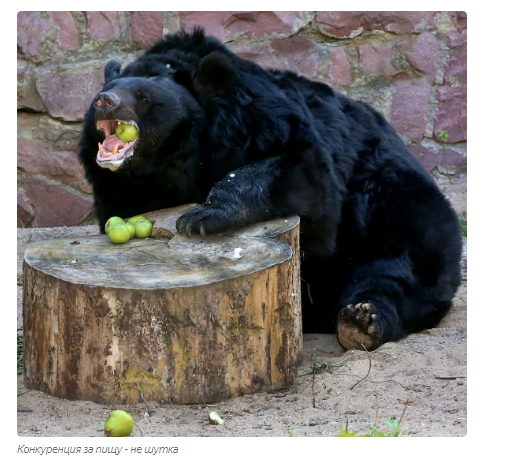 Aladdin and Budur: a bear love story - Animals, Moscow Zoo, Informative, Yandex Zen, Longpost, Himalayan bear, The Bears