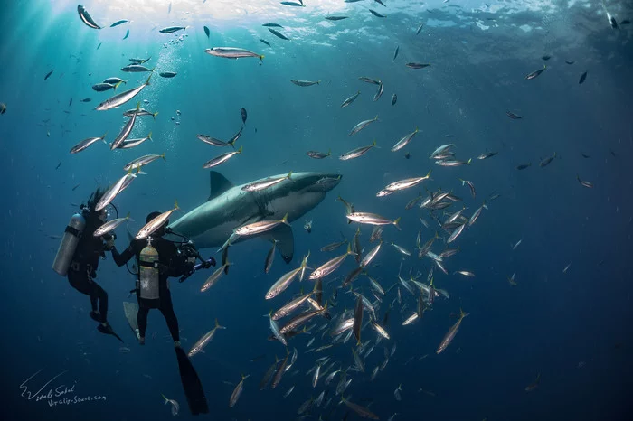 Diving with a Great White Shark without a cage - My, Diving, Extreme, Travels, Under the water, Mexico, Video, Longpost, Great white shark, Shark