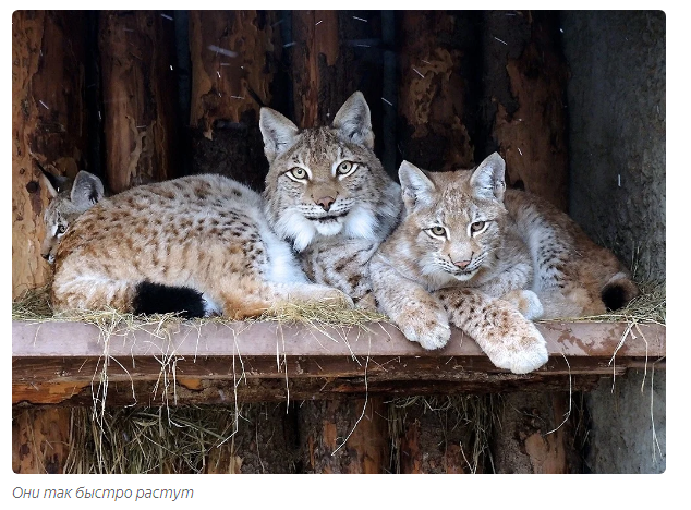 Tender lynx family - Animals, Lynx, Moscow Zoo, Informative, Yandex Zen, Longpost, Small cats, Lynx