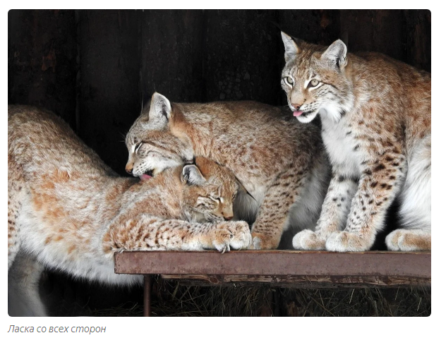 Tender lynx family - Animals, Lynx, Moscow Zoo, Informative, Yandex Zen, Longpost, Small cats, Lynx