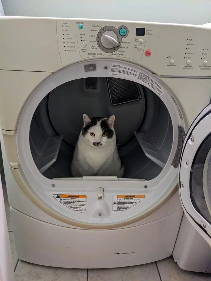 Houston, we have problems. - cat, Fat cats, Clothes dryer, Tumble dryer