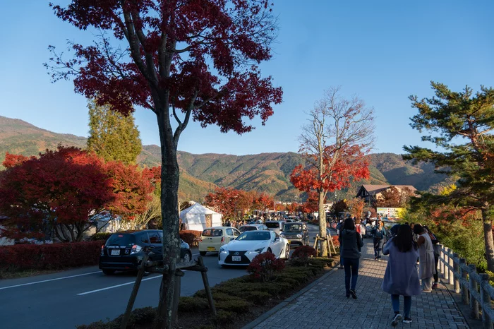 Momiji is the season of red maples. Part 2 - My, Travels, The photo, Momiji, Japan, Longpost
