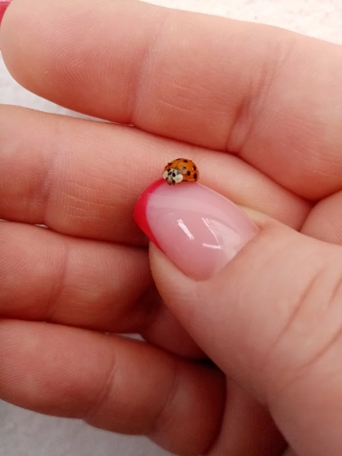 Ladybug - ladybug, South of Russia, beauty, Longpost
