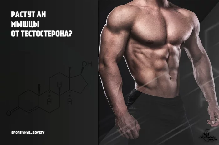 Does testosterone make muscles grow? - My, Sport, Sports Tips, Testosterone, Hormones, Research, Muscle, Longpost