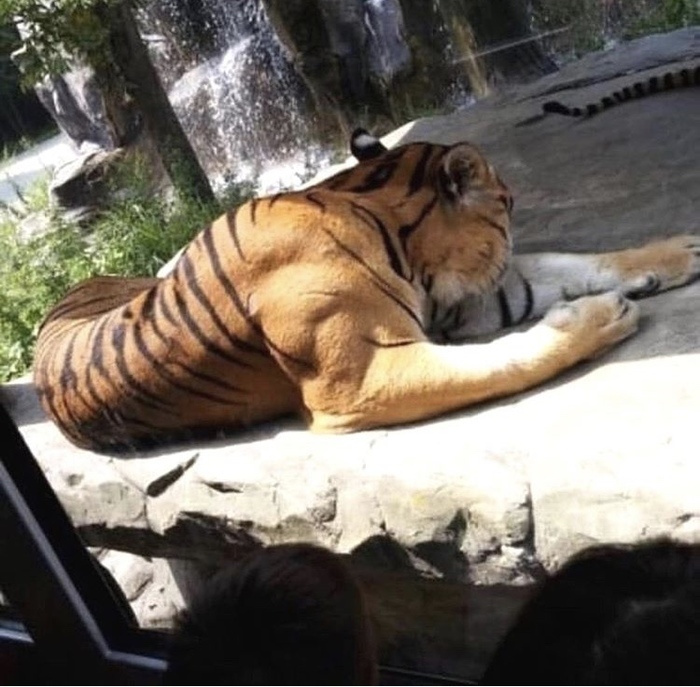 В тему про животных качков