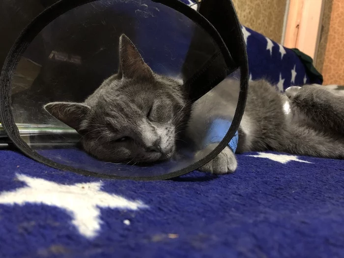 Котики тоже болеют... - Моё, Кот, Фотография, Длиннопост
