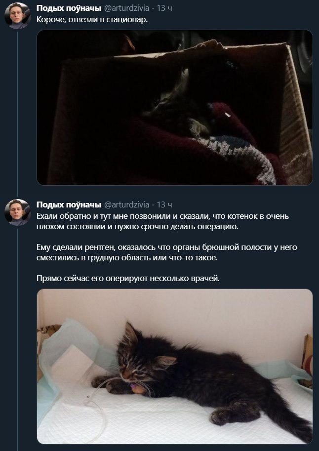 Сходил, называется, в магазин.... - Twitter, Скриншот, Кот, Спасение животных, Длиннопост, Негатив, Мат