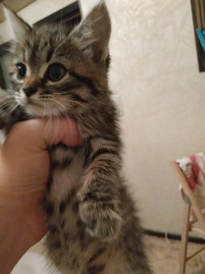 Kitten [The kitten was given away] - My, Kittens, Is free, Donetsk, No rating, Pets, Catomafia, Longpost, cat