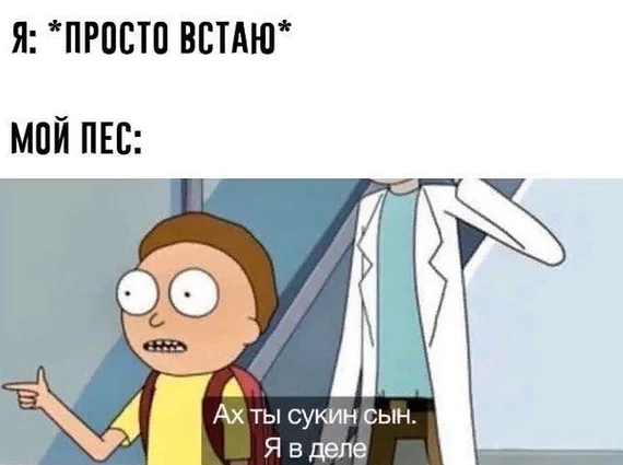 And so every time... - Picture with text, Memes, Rick and Morty, Dog, Dogs and people, Humor