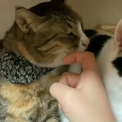 Коты бывают двух видов