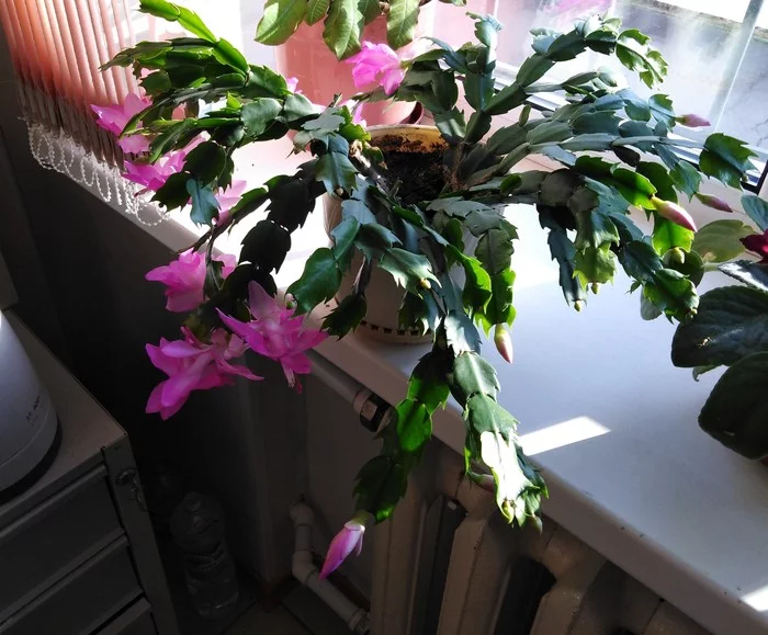 Decembrists - My, Houseplants, Winter