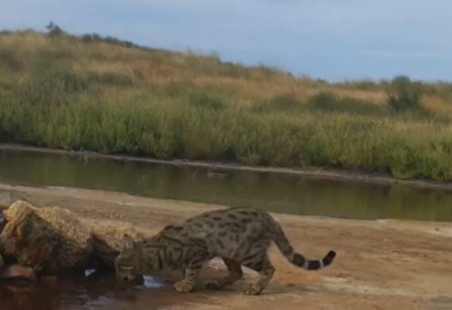 A steppe cat caught in a camera trap - Animals, Wild animals, Reserves and sanctuaries, Astrakhan Region, cat