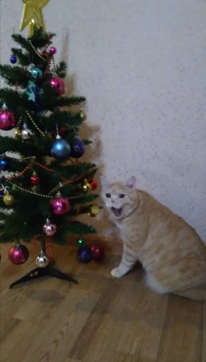 I waited - cat, Christmas tree, Favourite buisness, Longpost