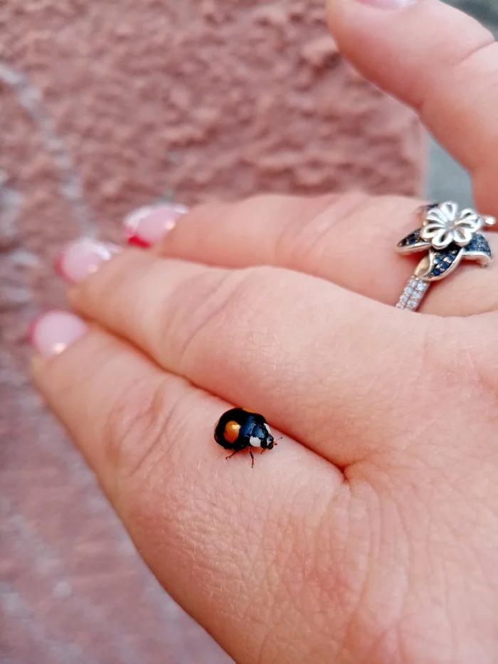 Ladybugs. Invasion... - My, ladybug, Heat, Nature, Longpost