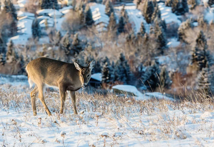 Deer in the city - My, Winter, Calgary, Deer, Wild animals, The photo, Longpost, Deer