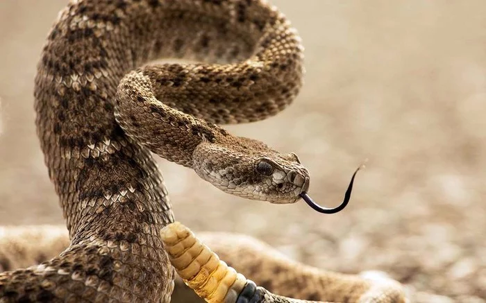 The most common myths about snakes - Snake, Reptiles, Myths, Truth, Interesting, In the animal world, Longpost, Animals