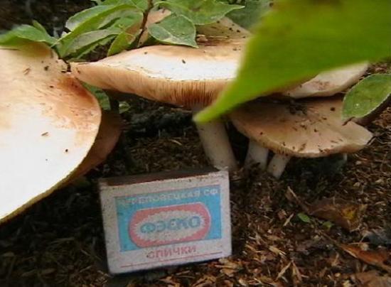 Veselka vulgaris and other mushrooms in the garden - Сельское хозяйство, Organic farming, Microbiology, Longpost