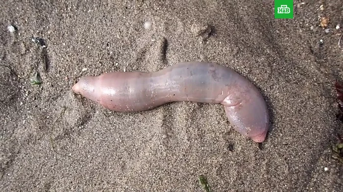 Thousands of “penis fish” found on a beach in California: photo - USA, California, Sea worm, Longpost