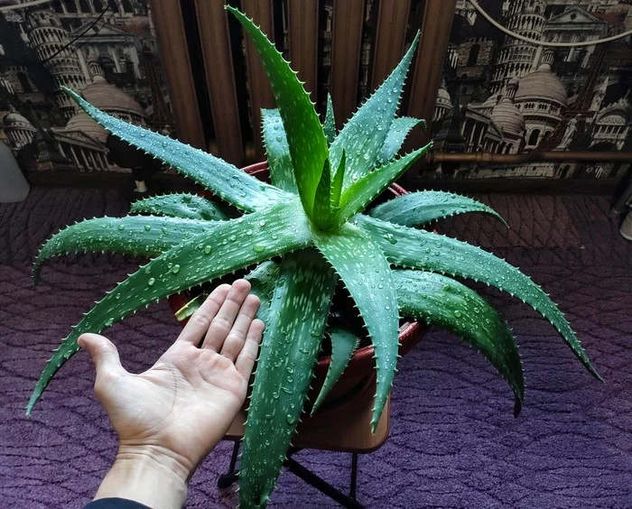 Indoor miracle)! - My, Aloe, Houseplants, Pets, Longpost