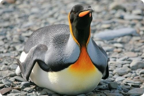 Penguins (Spheniscidae)Part 1 - My, Biology, Biology, Penguins, Interesting, king penguins, Longpost