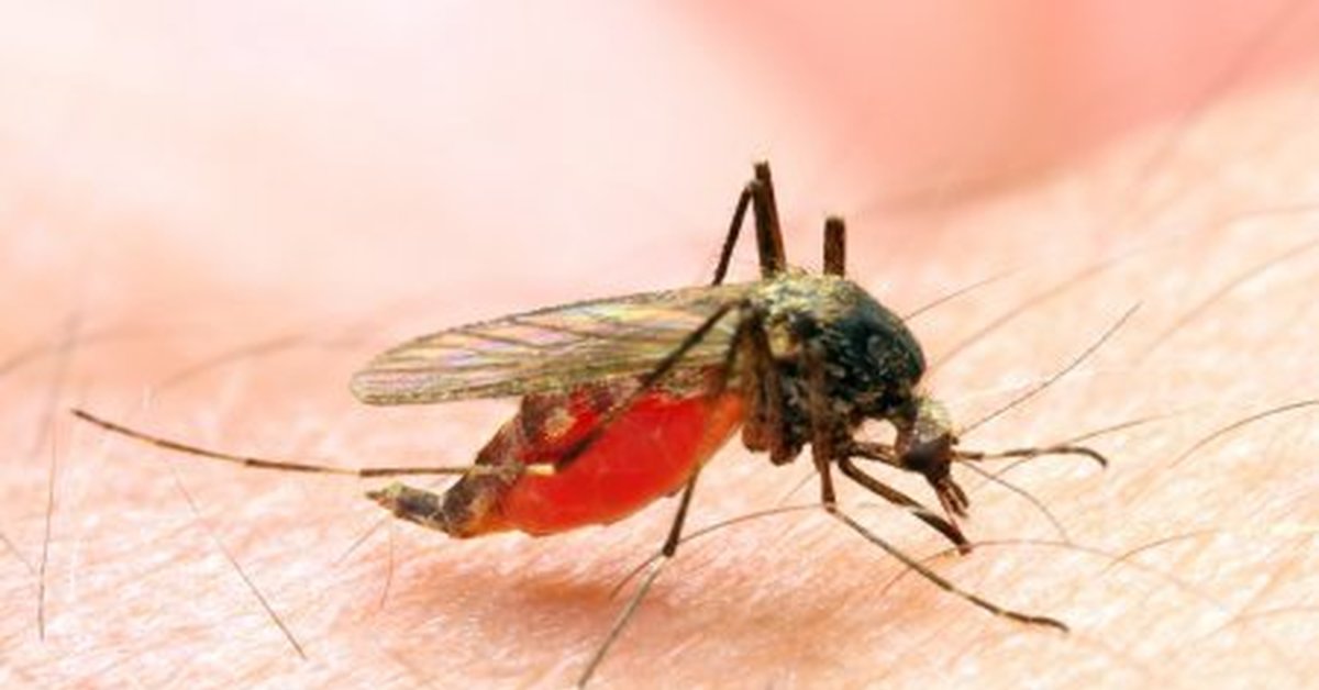 Какие инфекции передаются через укусы кровососущих насекомых. Малярийный комар. Кровососущие комары. Кровососущие насекомые малярия.