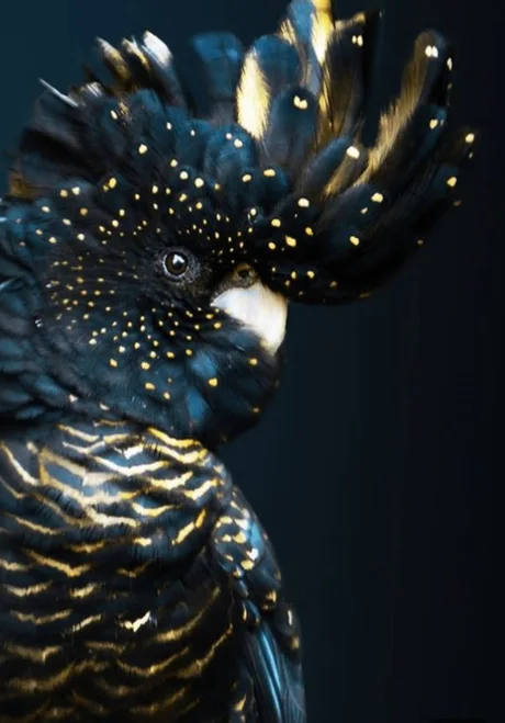 Black cockatoo - A parrot, Cockatoo, Black