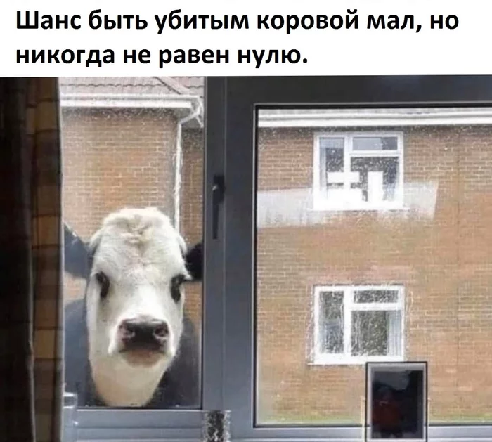 You never know what form your death will take. - Cow, Killer, Death, Picture with text