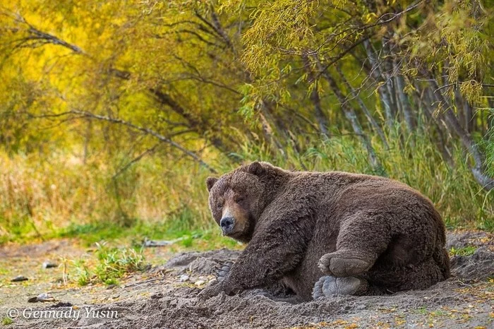 Body positivity - The photo, The Bears, Animals, Photographer Gennady Yusin