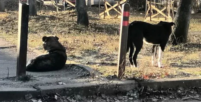 Бродячие псы   ч. 2 - Моё, Проблема, Бродячие собаки, Люди, Жестокость, Милосердие, Рассказ, История, Длиннопост