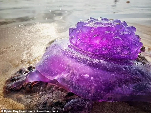 A strange purple creature washes up on a beach in Australia - news, Australia, Longpost, Purple, Rare view, Jellyfish