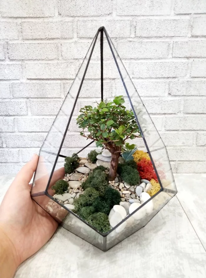 Banzai!!! - My, Bonsai, Florarium, Hobby, Houseplants, Enthusiasm, Glass, Presents, Longpost