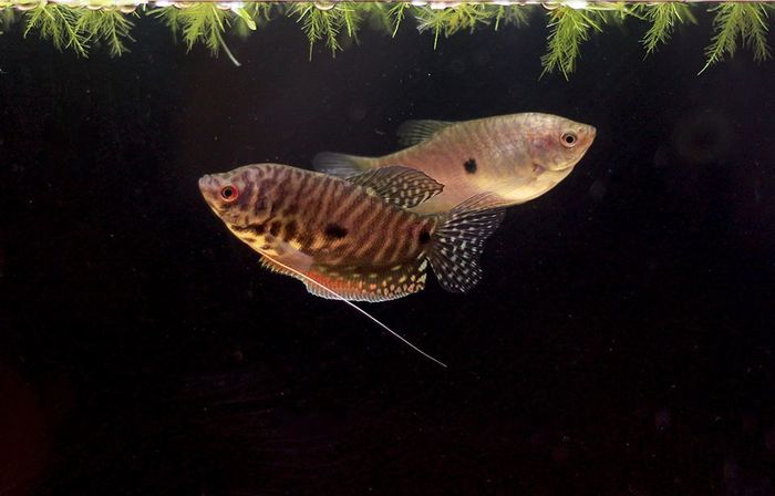 Елена Чепова (АМК):Сегодня сфотографировала нашу пару гурами