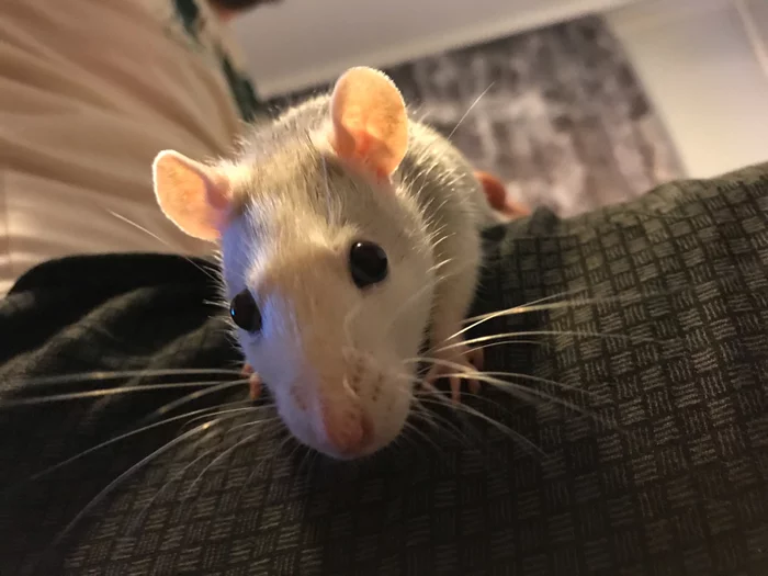 Yin and Yang - My, Decorative rats, Pets, Milota, Rat