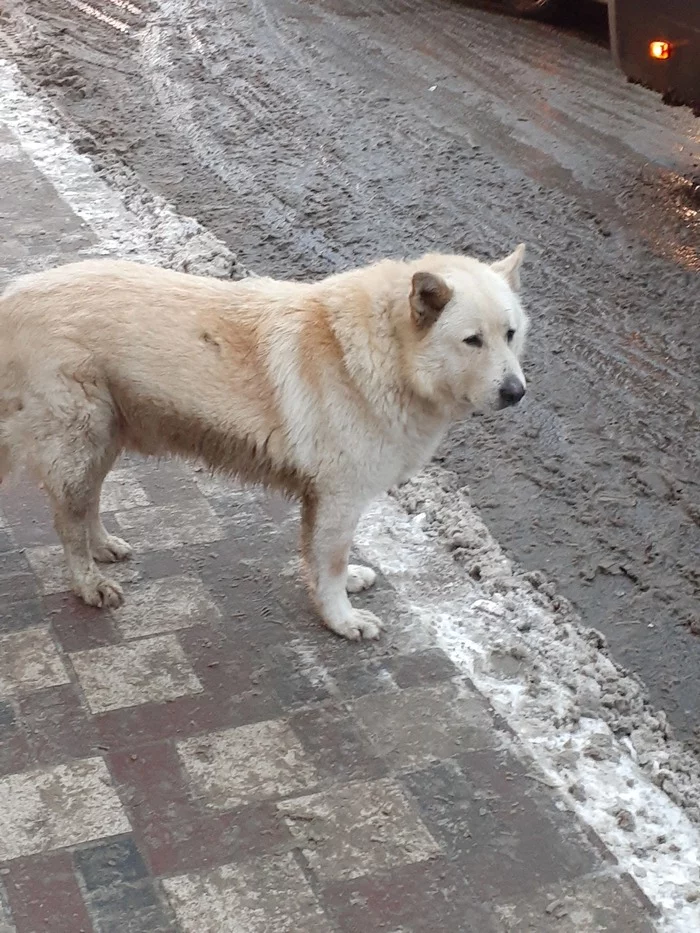 Dog - My, Lost, Dog, Found a dog, Samara, Longpost, No rating