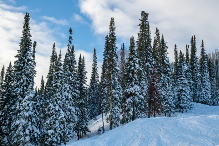 Winter's Tale - My, Christmas trees, The mountains, Sheregesh, Green Mountain, Landscape, Winter, Nikon, Longpost